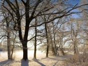Winter Scenery Wallpaper