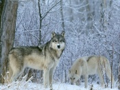 Winter Wolves Wallpaper