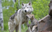 Wolf and Pup Wallpaper