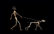 X-ray Dog Walking