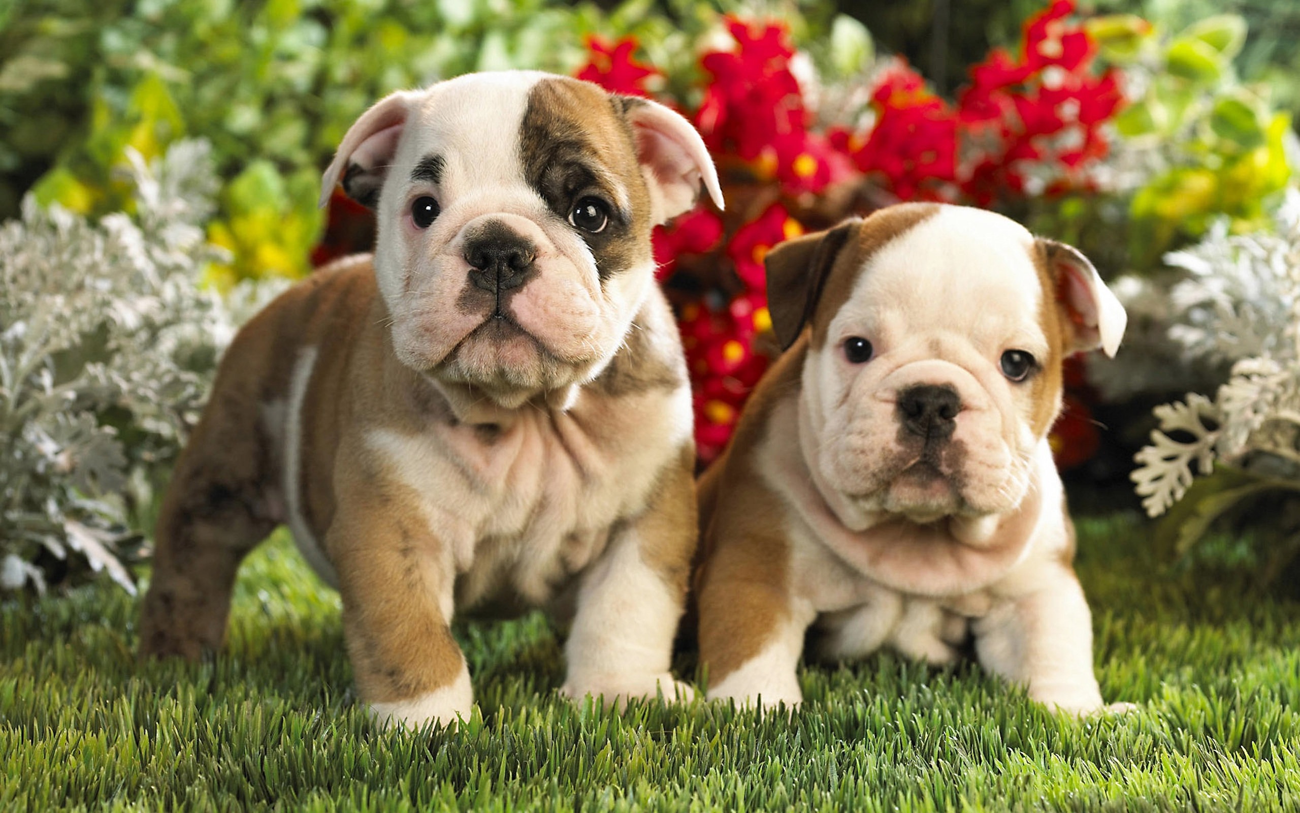 Bulldog Puppies Wallpaper