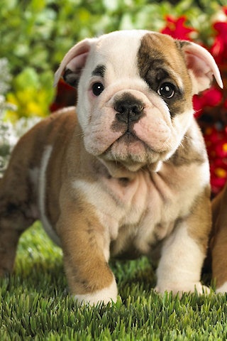 Bulldog Puppies Wallpaper