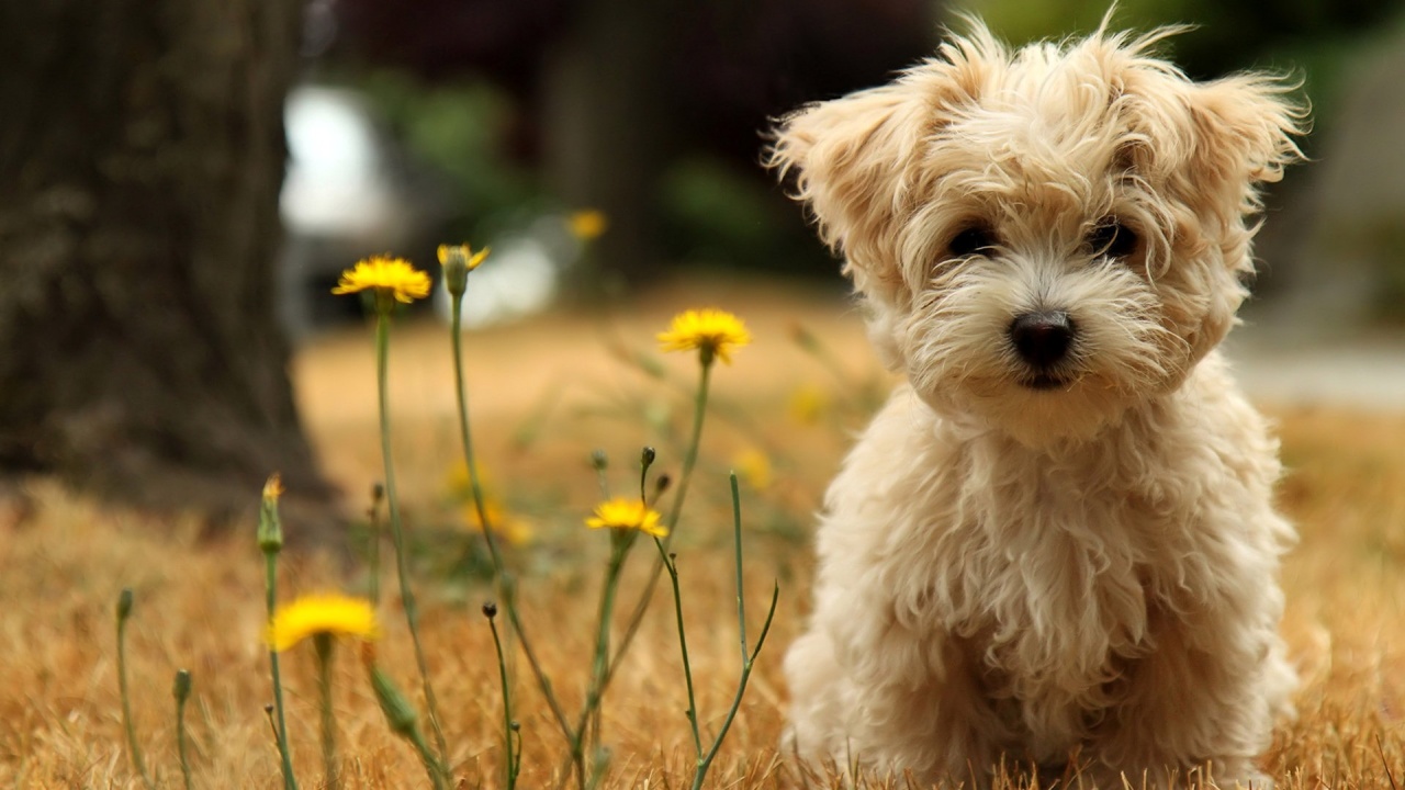 Cute Little Dog Wallpaper