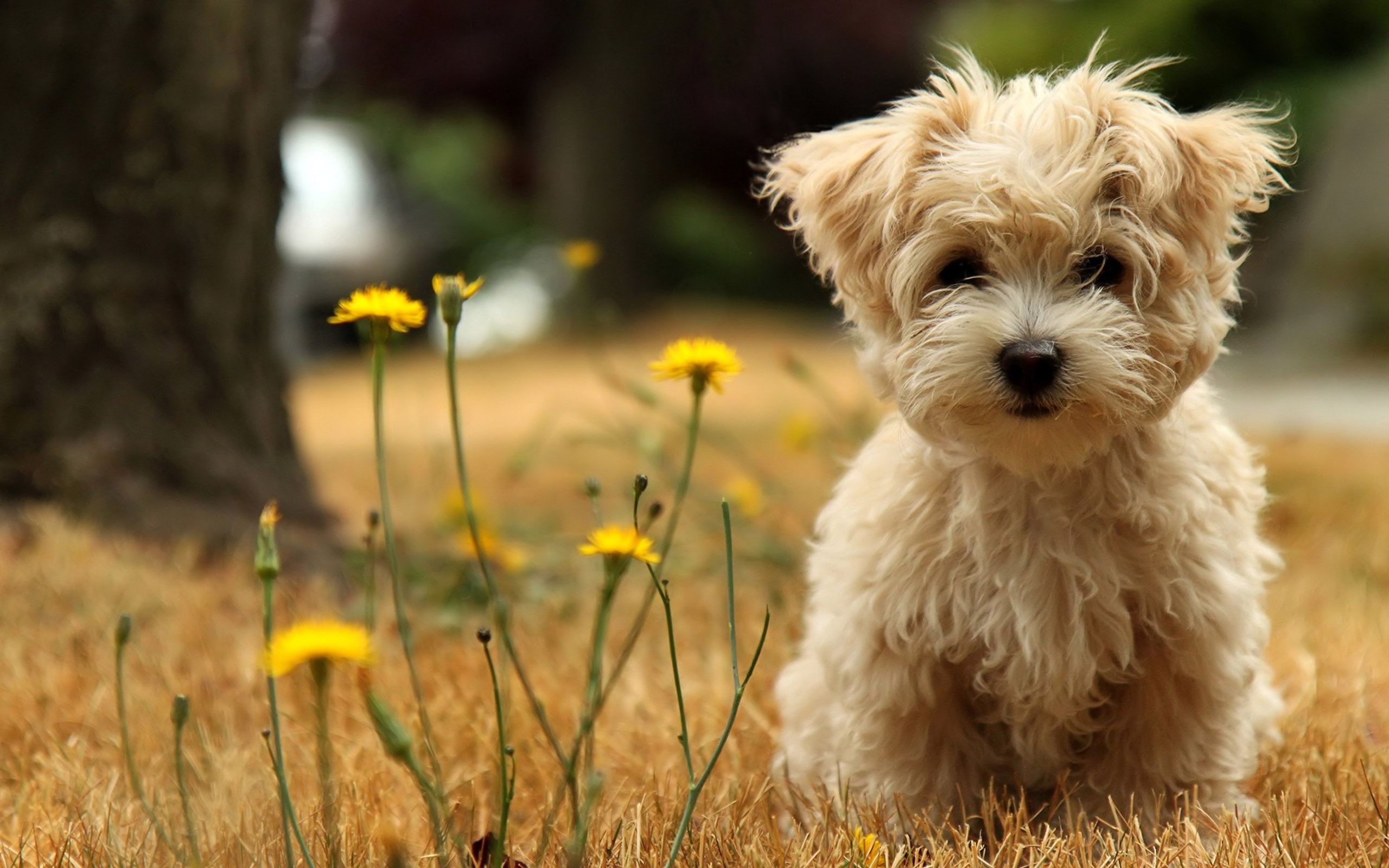 Cute Little Dog Wallpaper