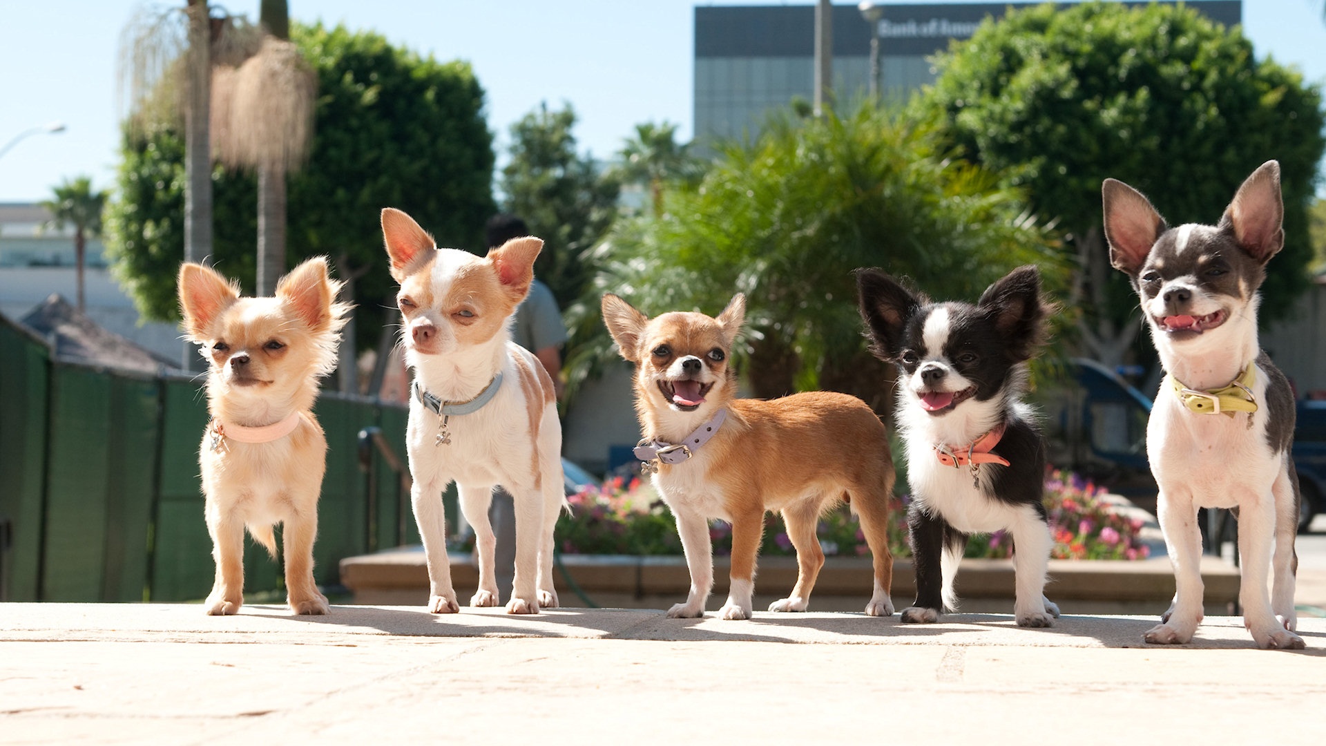 Disney's Beverly Hills Chihuahua 2