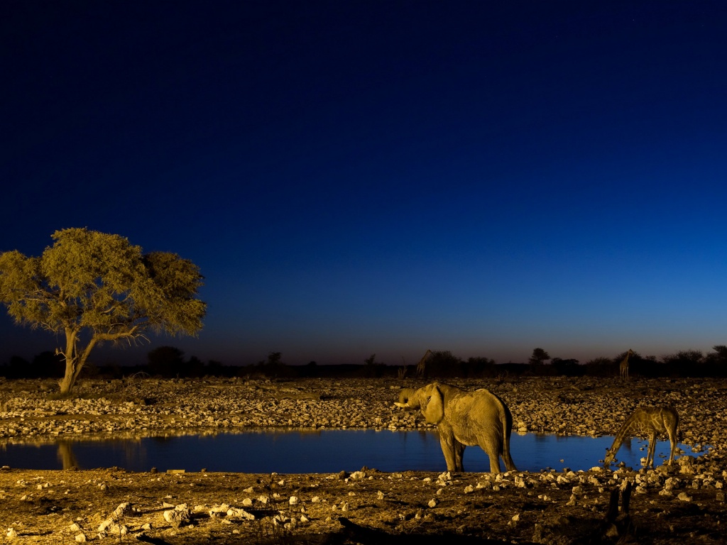 Elephant and Giraffe Wallpaper