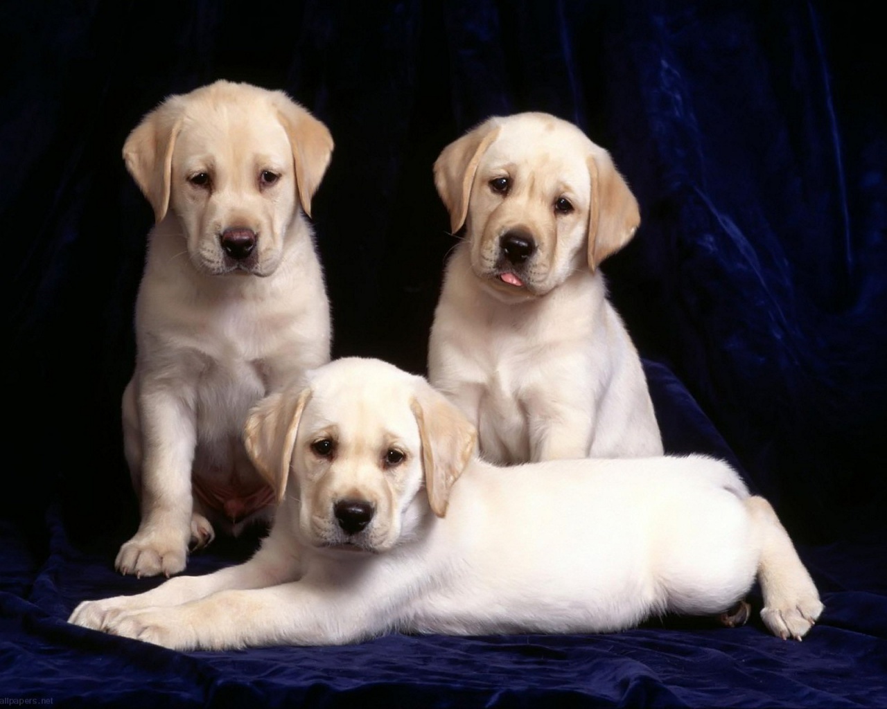Labrador Puppies Wallpaper