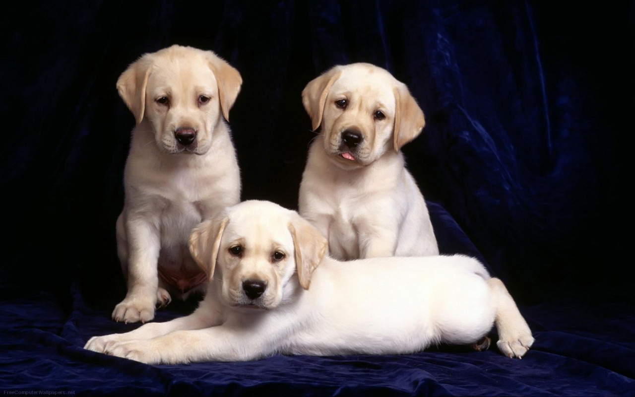 Labrador Puppies Wallpaper