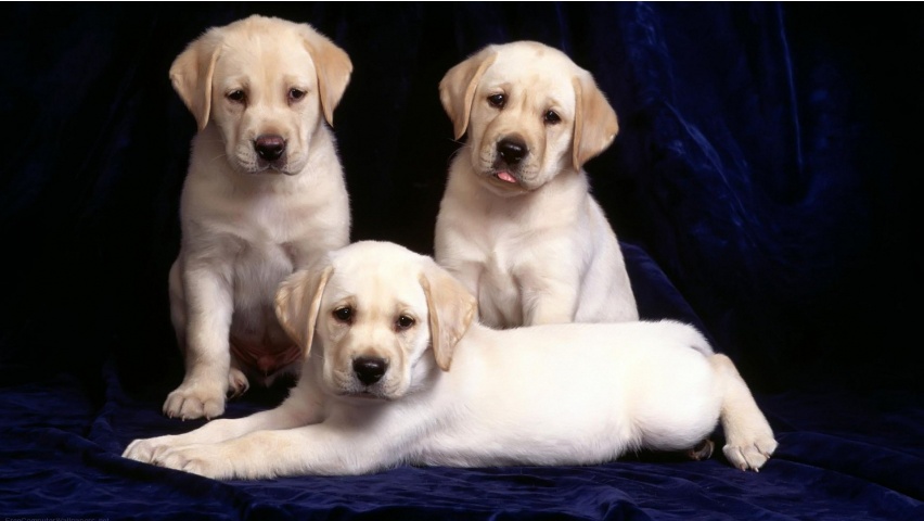 Labrador Puppies Wallpaper