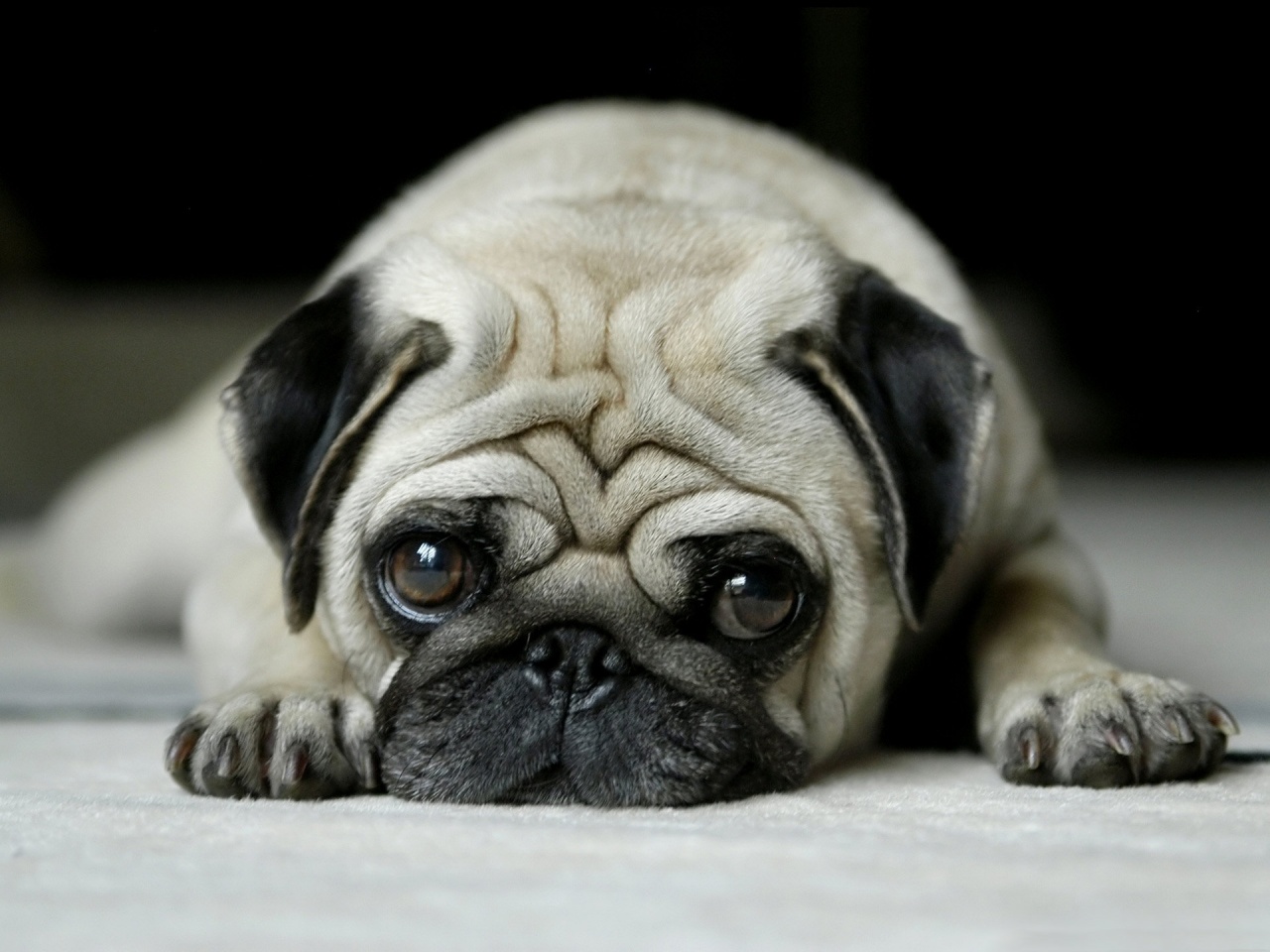 Little Pug Dog Wallpaper