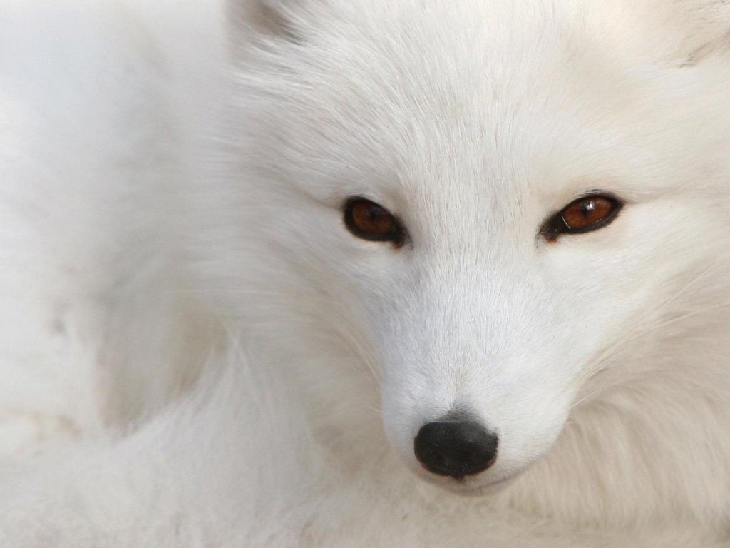 Polar Fox Wallpaper