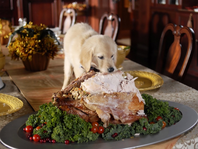 Thanksgiving Feast - Thankful Puppy