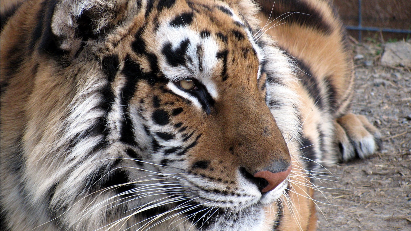 Tiger - Animal Wallpaper