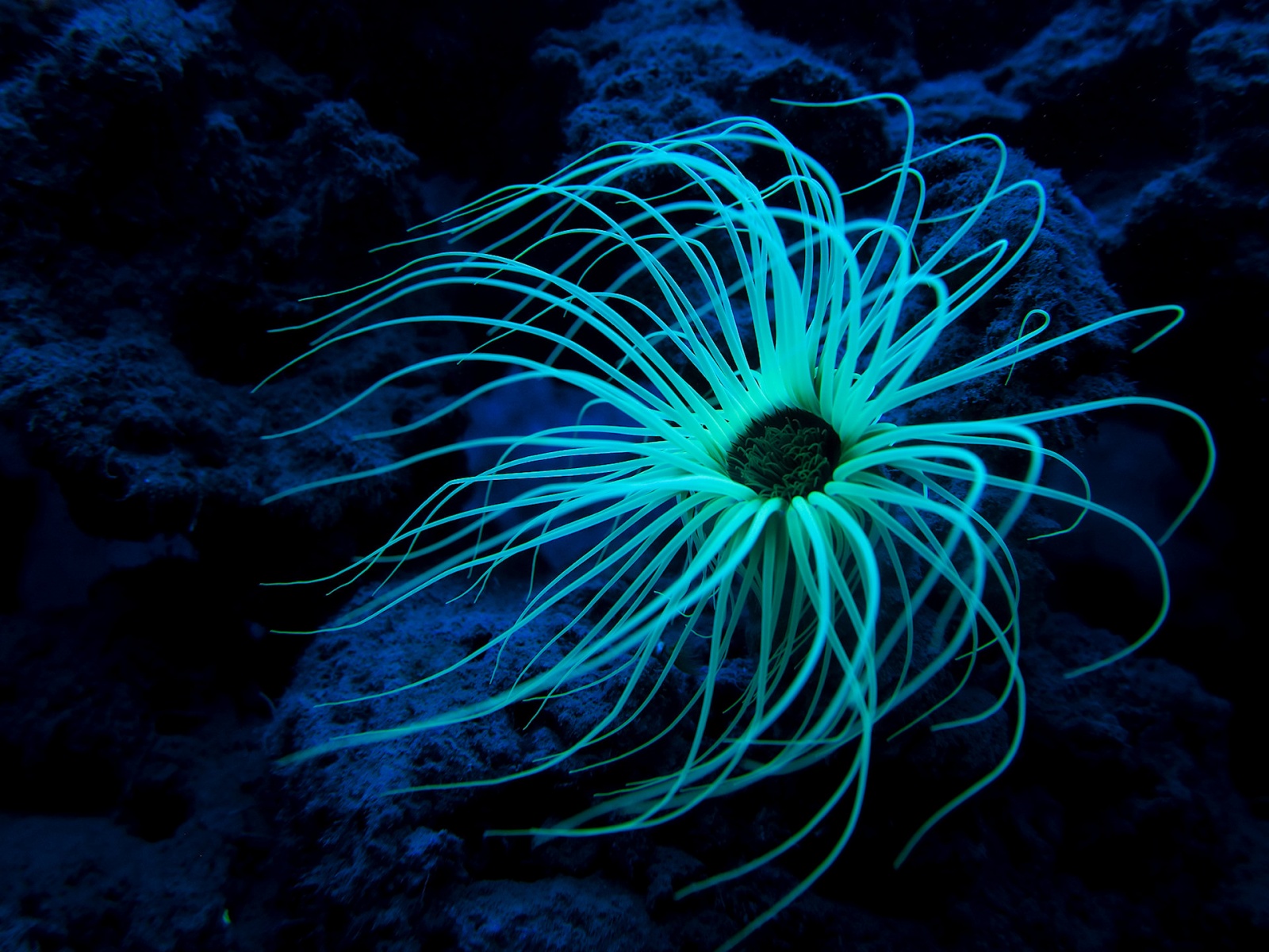 Tube-dwelling Anemone
